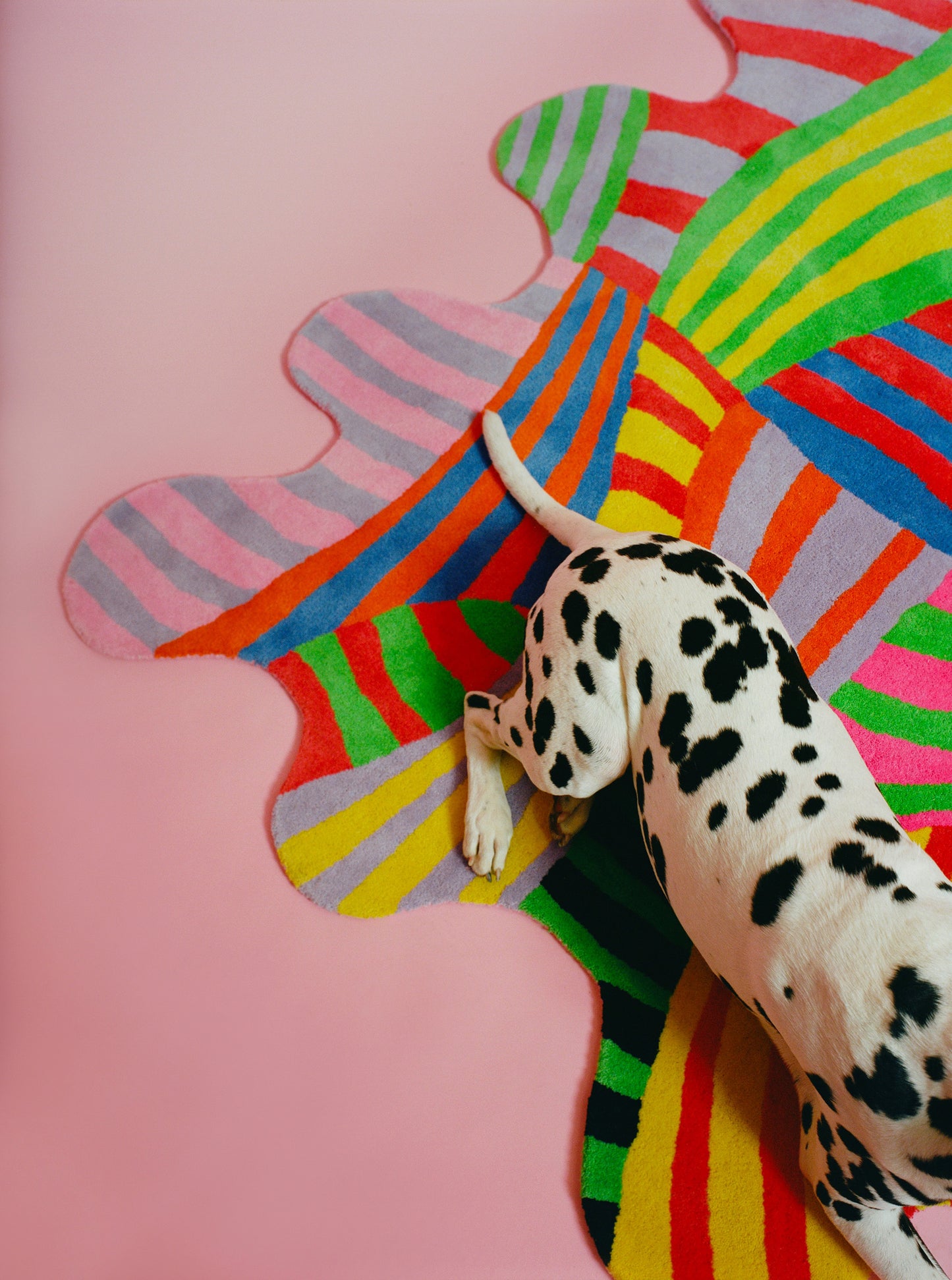 Corner image of the squiggle stripe rug showing its irregular shape with a Dalmatian laying on top of it.