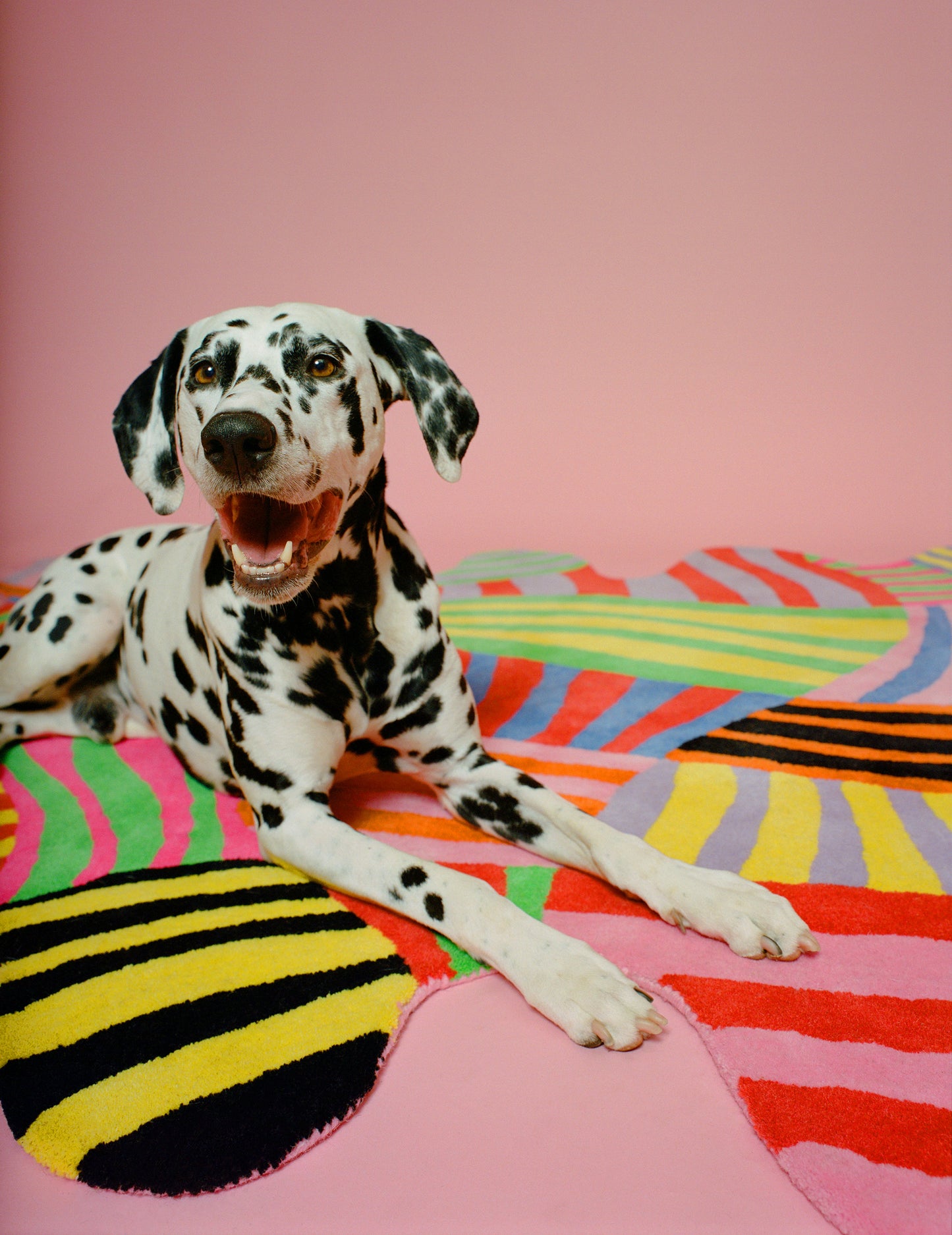 Image of Dalmatian dog laying on top of the squiggle stripe rug.