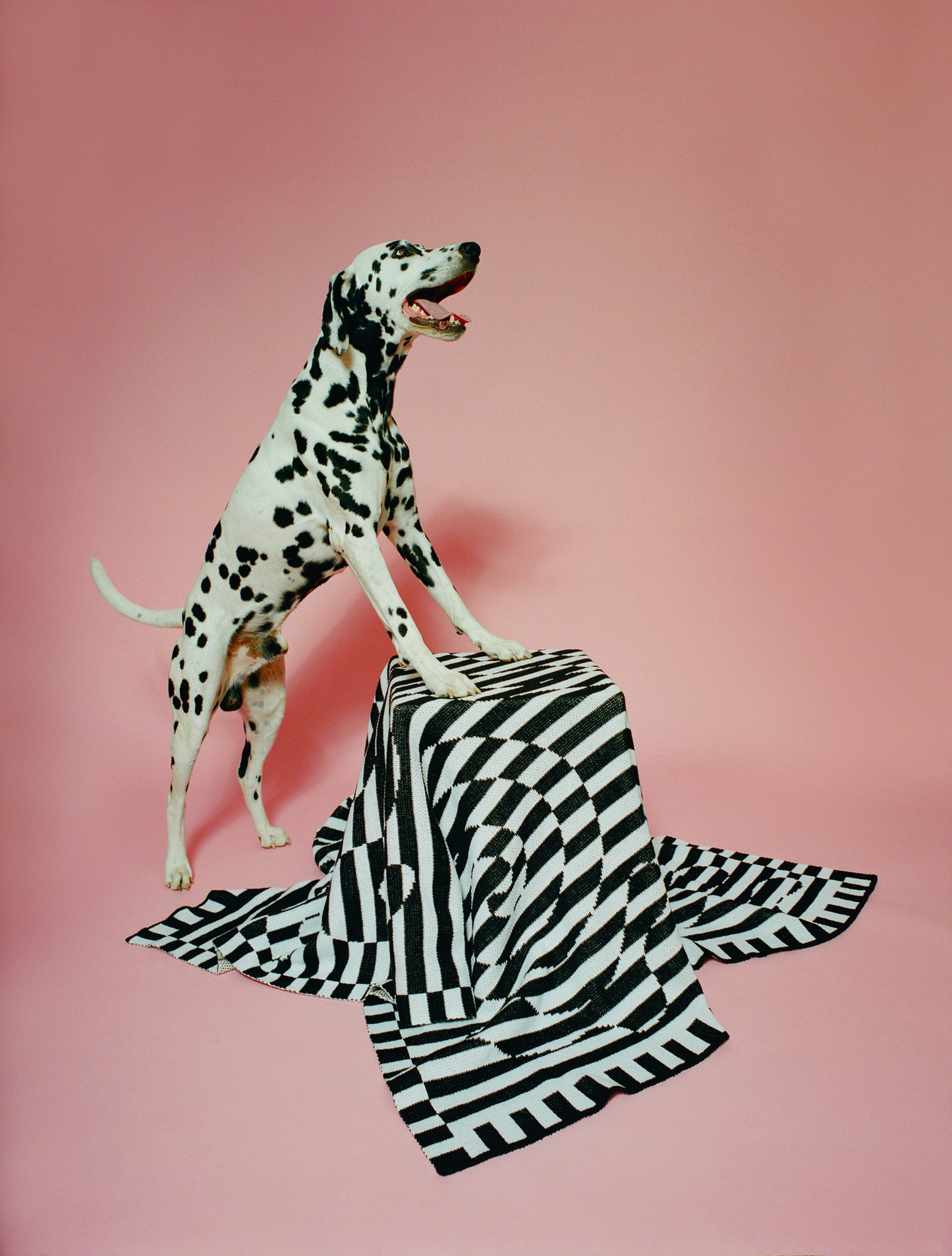 Image of the Dazzle Blanked draped on top of a stool with a Dalmation dog standing on top of it.