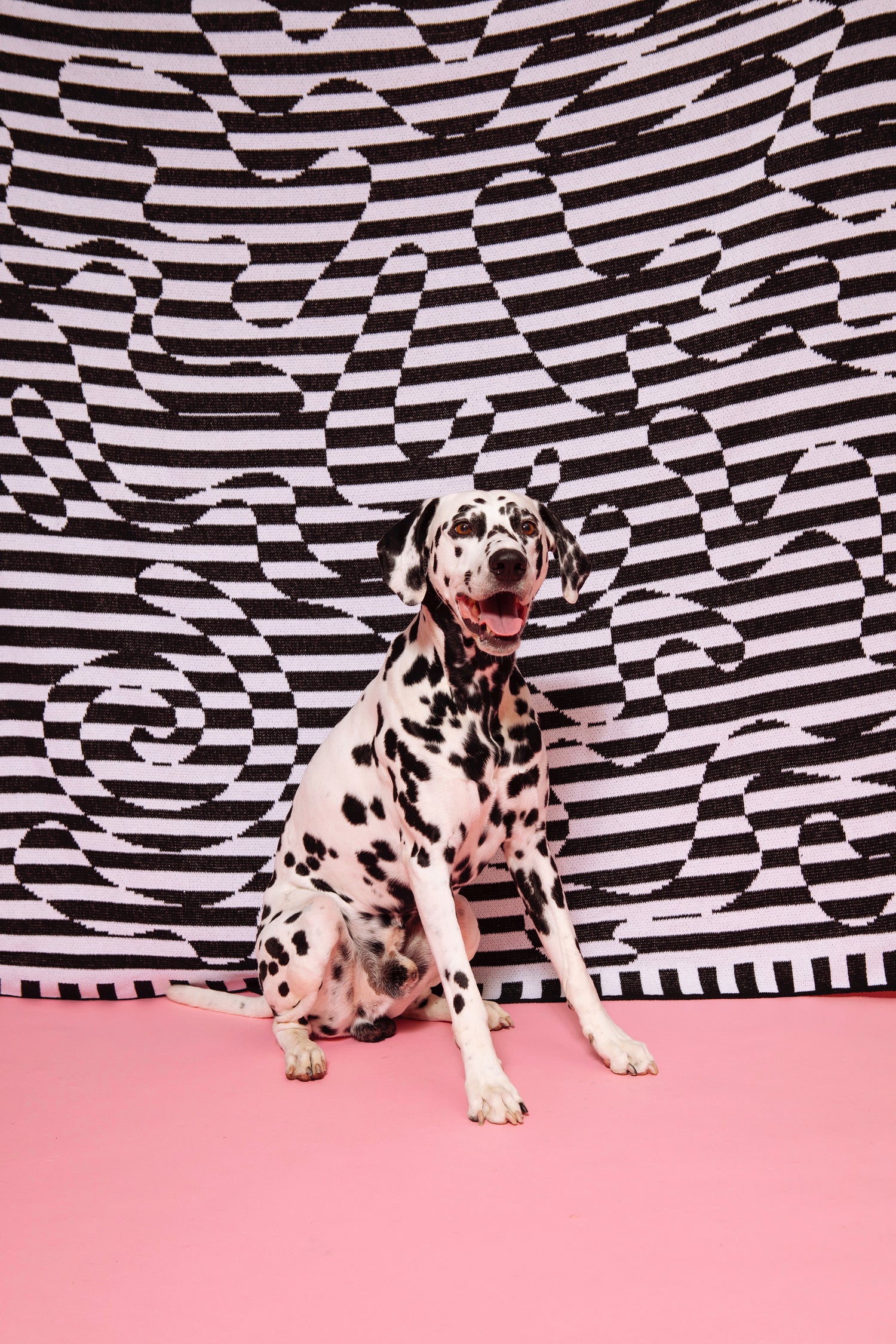 Image of Dalmatian dog sitting in front of a hanging Dazzle Blanket. 