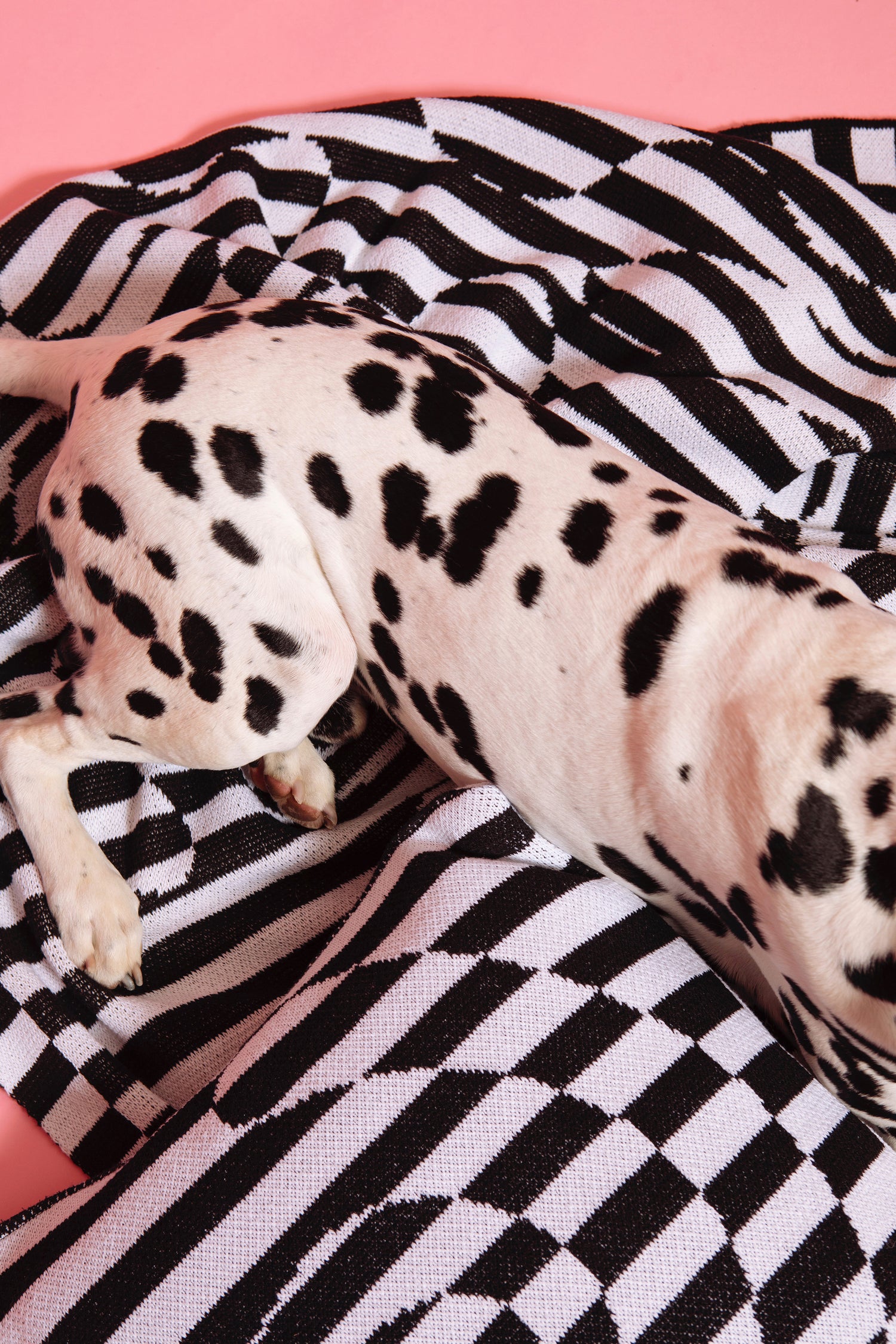 Detail image of Dalmatian dog laying on top of the Dazzle Blanket spread on the floor with the matching Dazzle Pillow Cover.