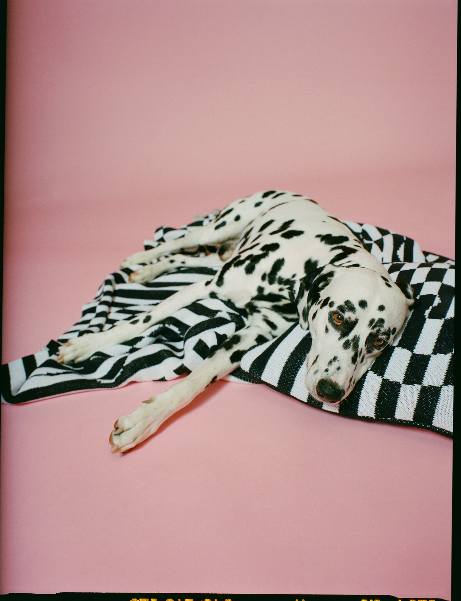 Image of Dalmatian dog laying on top of the Dazzle Blanket against a pink background.