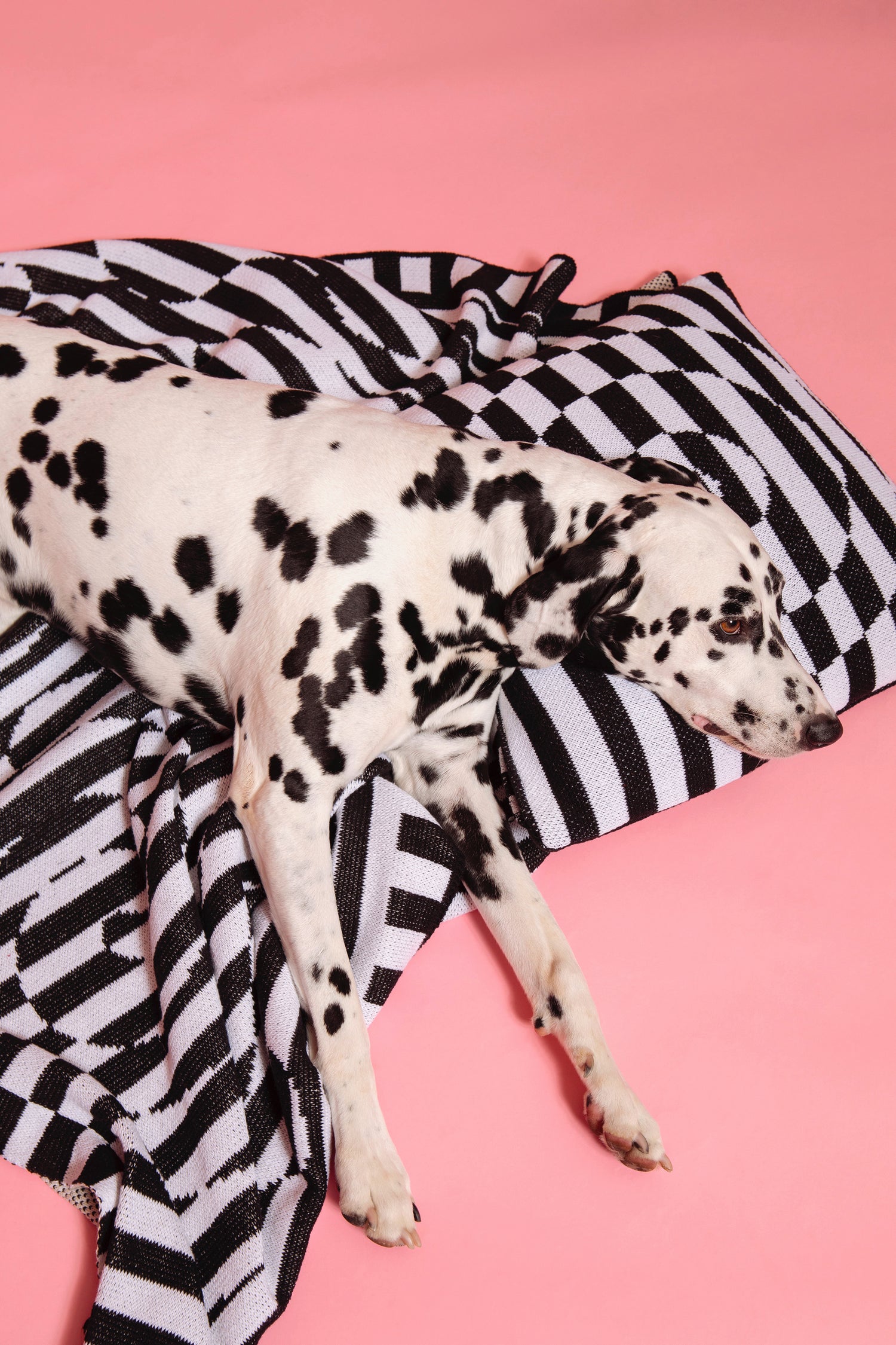 Image of Dalmatian dog laying on top of the Dazzle Blanket with its head resting on the Dazzle Pillow cover against a pink background.