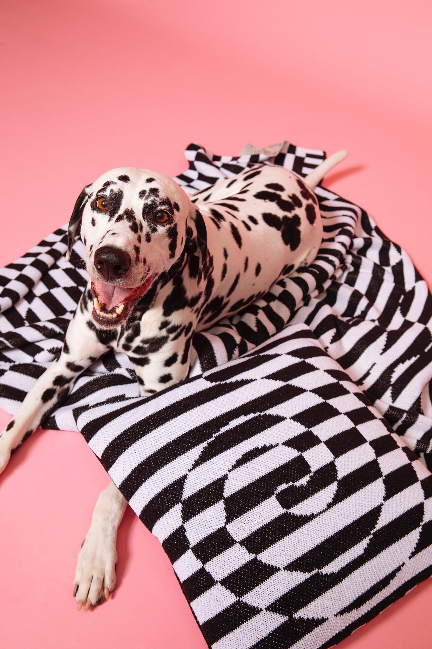 Image of Dalmatian laying on top of the Dazzle Blanket with its mouth open. The Dazzle Pillow Cover is laying on top of its front paw against a pink background.